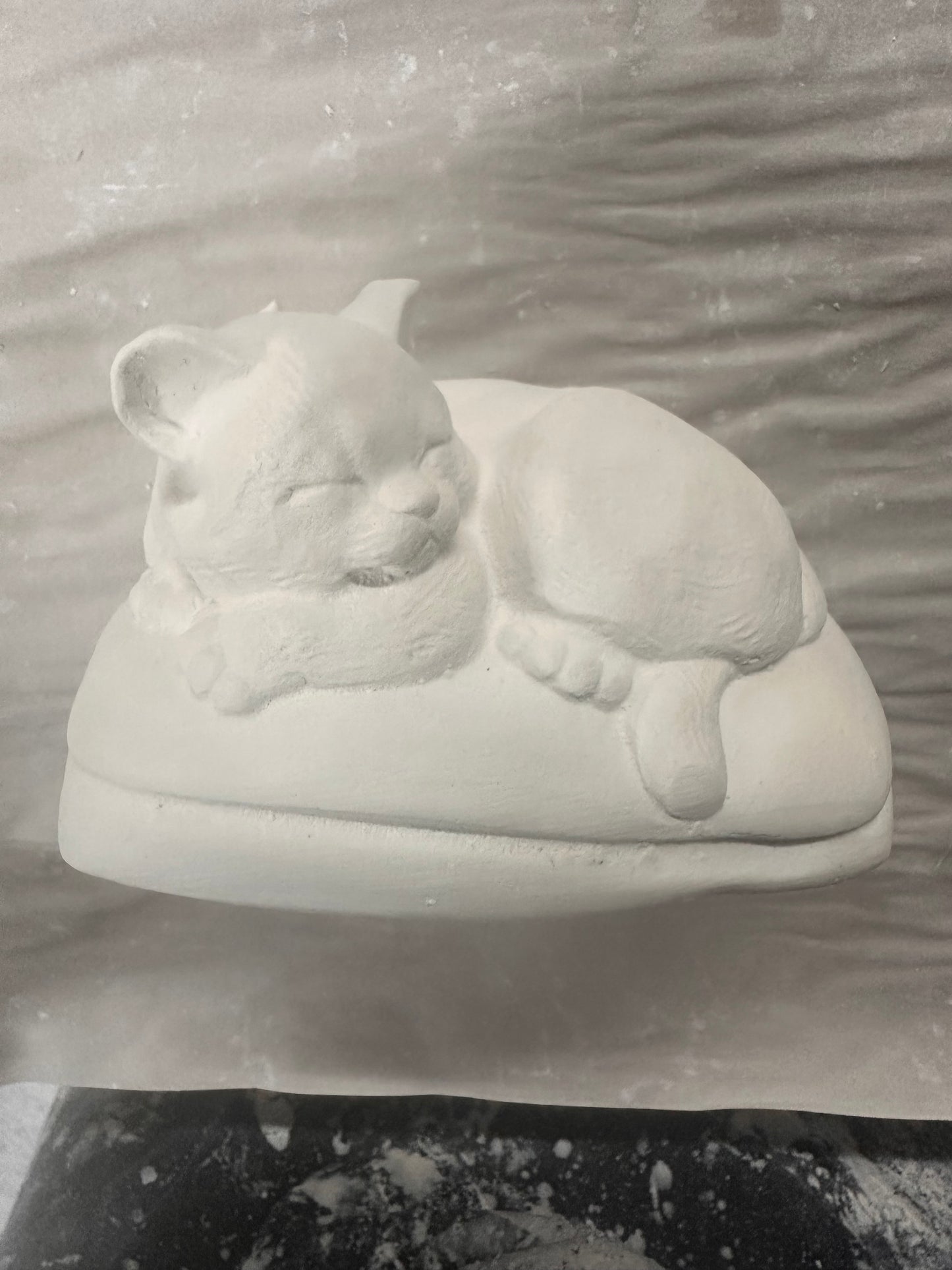 Cat on pillow