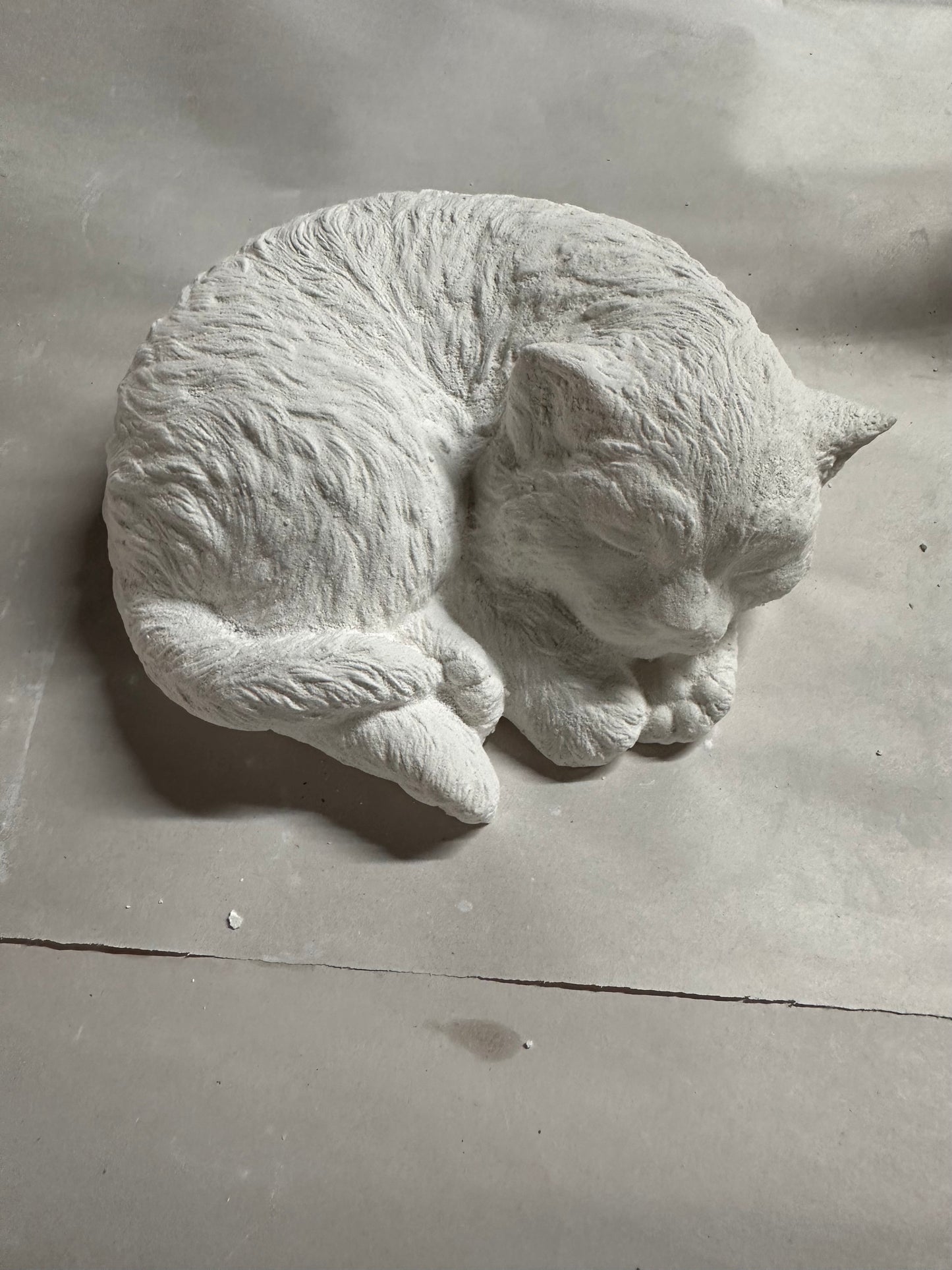 Curled cat
