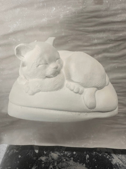 Cat on pillow