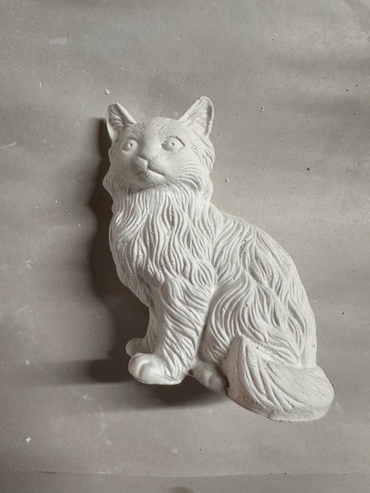 Pretty cat