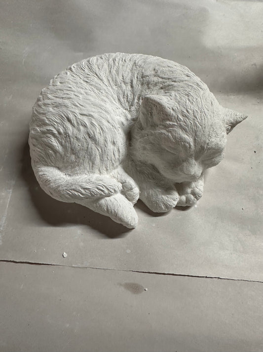 Curled cat